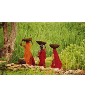 Mujeres recolectando, India