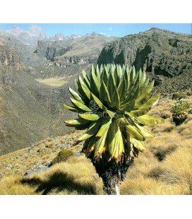 Parque Nacional Monte Kenia, Kenia