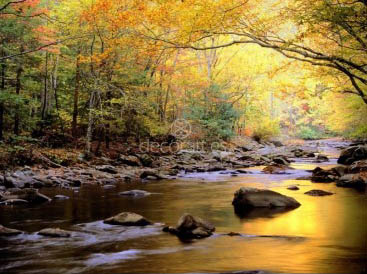 Golden Waters, Great Smoky Mountain National Park,Tennessee