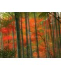 Bamboo Forest, Arashiyama Park, Kyoto, Japan